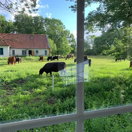 Immerlicht S-h 诺德代希